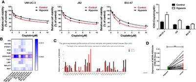 Reduction of Bladder Cancer Chemosensitivity Induced by the Effect of HOXA-AS3 as a ceRNA for miR-455-5p That Upregulates Notch1